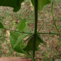 Azima tetracantha Lam.